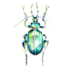 JanaRoos - Jana Roos - Hand drawn illustration - Print - Design - beetle - kever 