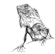 JanaRoos - Jana Roos - Hand drawn illustration - Print - Design - iguana - igujana - black/white- zwart/wit