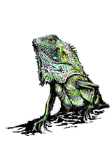 JanaRoos - Jana Roos - Hand drawn illustration - Print - Design - iguana - igujana - colored - gekleurd
