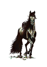 JanaRoos - Jana Roos - Hand drawn illustration - Print - Design - black merrie - horse - paard