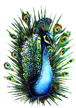 JanaRoos - Jana Roos - Hand drawn illustration - Print - Design -  peacock - pauw
