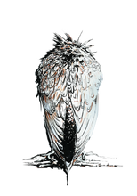 JanaRoos - Jana Roos - Hand drawn illustration - Print - Design - White raven - Raaf