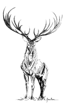 JanaRoos - Jana Roos - Hand drawn illustration - Print - Design - deer - reindeer- hert- rendier