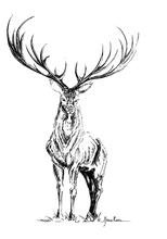 JanaRoos - Jana Roos - Hand drawn illustration - Print - Design - deer - reindeer- hert- rendier - black/white - zwart/wit