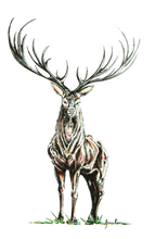 JanaRoos - Jana Roos - Hand drawn illustration - Print - Design - deer - reindeer- hert- rendier - colored