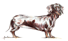 JanaRoos - Jana Roos - Hand drawn illustration - Print - Design - dachshund - teckel - dog - hond