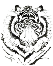 JanaRoos - Jana Roos - Hand drawn illustration - Print - Design - White tiger - witte tijger