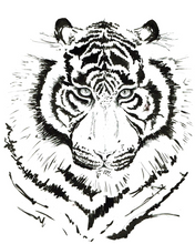JanaRoos - Jana Roos - Hand drawn illustration - Print - Design - white tiger - Witte tijger