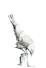 JanaRoos - Jana Roos - Hand drawn illustration - Print - Design - White raven - Witte Raaf