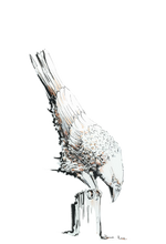JanaRoos - Jana Roos - Hand drawn illustration - Print - Design - white raven - witte raaf