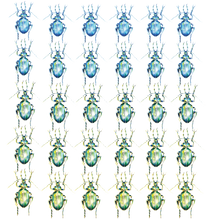 JanaRoos - Jana Roos - Hand drawn illustration - Print - Design - beetles - kevers 