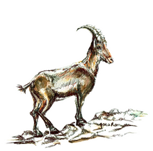 JanaRoos - Jana Roos - Hand drawn illustration - Print - Design - gems - mountain goat - berggeit