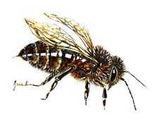 JanaRoos - Jana Roos - Hand drawn illustration - Print - Design -  honey bee - honingbij