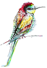 JanaRoos - Jana Roos - Hand drawn illustration - Print - Design - colorful birds - kingfisher - ijsvogel