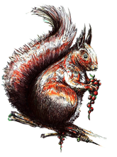 JanaRoos - Jana Roos - Hand drawn illustration - Print - Design - squirrel - eekhoorn