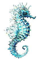 JanaRoos - Jana Roos - Hand drawn illustration - Print - Design - sea-horse - zeepaardje