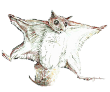 JanaRoos - Jana Roos - Hand drawn illustration - Print - Design -flying squirrel - vliegende eekhoorn