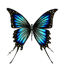 JanaRoos - Jana Roos - Hand drawn illustration - Print - Design - butterfly