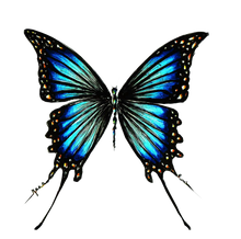 JanaRoos - Jana Roos - Hand drawn illustration - Print - Design - blue butterfly - blauwe vlinder