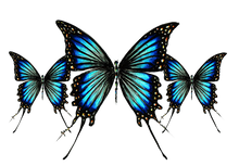 JanaRoos - Jana Roos - Hand drawn illustration - Print - Design - butterflies - vlinders