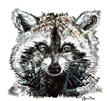 JanaRoos - Jana Roos - Hand drawn illustration - Print - Design -  raccoon - wasbeer - wasbeertje 